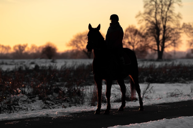 Jinete a caballo silueta al atardecer