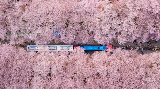 Jinhae cherry blossom festival, coreia do sul.