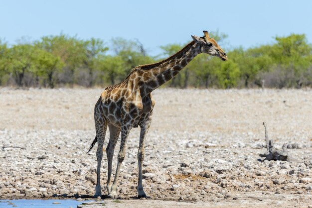 Jirafa en abrevadero en la sabana africana