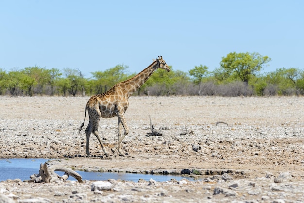 Jirafa en abrevadero en la sabana africana