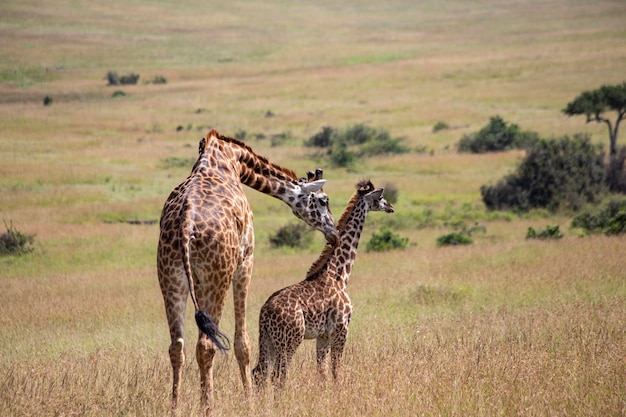 Jirafa adulta con bebé en el Parque Nacional de Masai Mara en Kenia