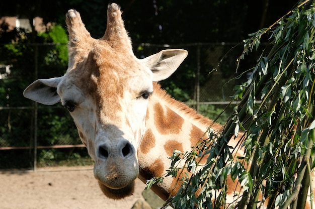 Jirafa africana Giraffa camelopardalis en Sudáfrica