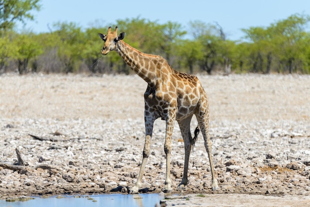 Jirafa bebiendo agua en abrevadero en la sabana africana