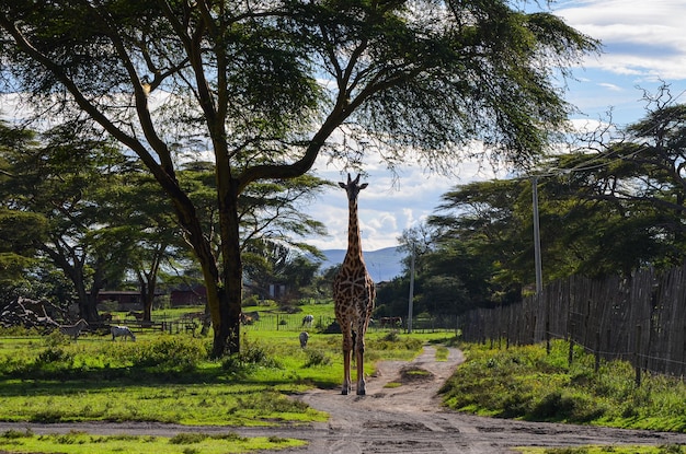 Jirafa en la carretera en el Parque Naivasha Kenia África