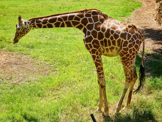 Jirafa come en el zoológico de China. Verano