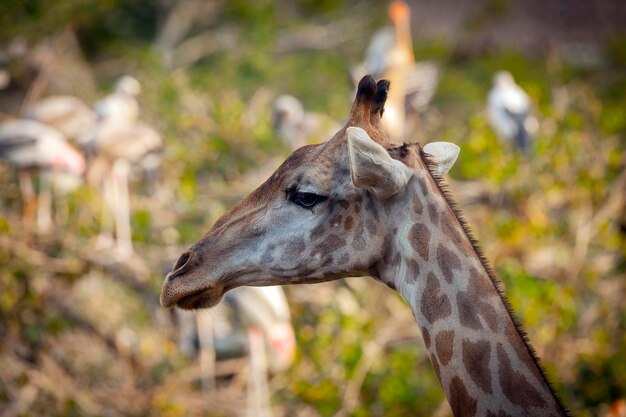 La jirafa es el animal más alto del planeta.