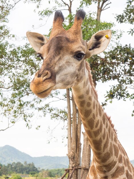 Foto la jirafa es el animal más alto.