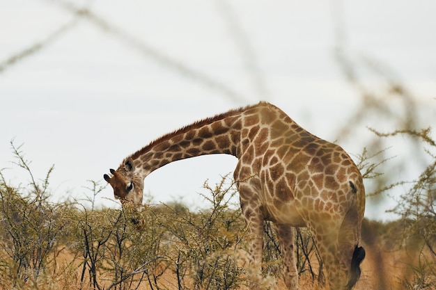 La jirafa está al aire libre en la vida salvaje de África