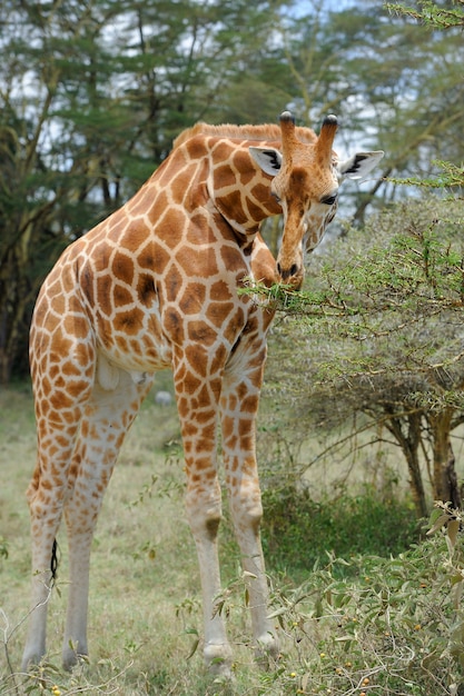 Jirafa en estado salvaje. África, Kenia