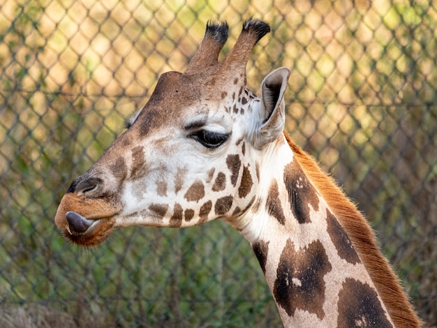 Una jirafa (Giraffa camelopardalis) durante el día.