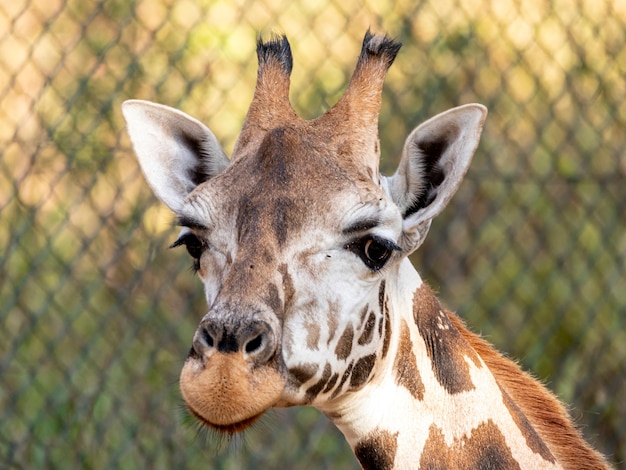 Una jirafa (Giraffa camelopardalis) durante el día.