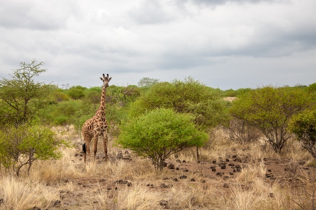 Jirafa en Kenia, viaje de safari