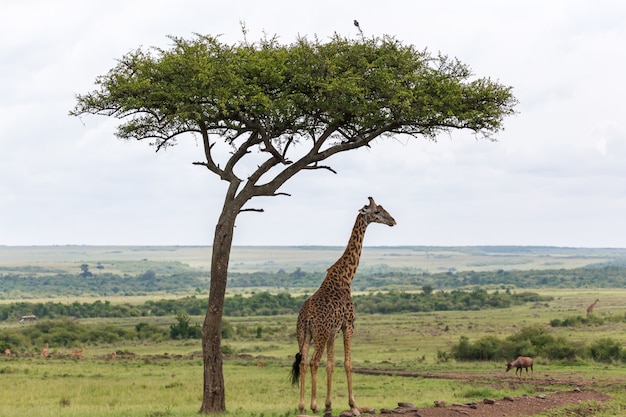 Jirafa masai se encuentra debajo de un árbol