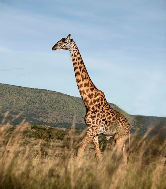 Jirafa en la naturaleza