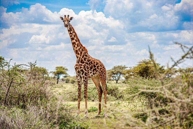 Foto jirafa en la naturaleza