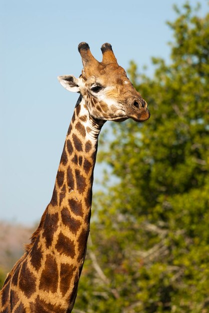 Jirafa Parque Nacional Kruger Sudáfrica