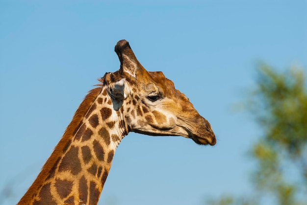 Jirafa Parque Nacional Kruger Sudáfrica