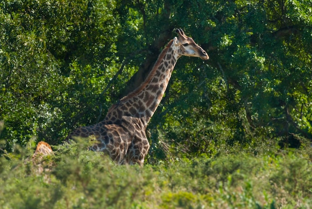 Jirafa Parque Nacional Kruger Sudáfrica