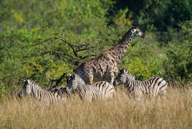 Jirafa Parque Nacional Kruger Sudáfrica