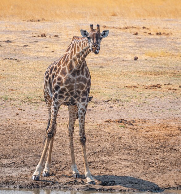 Una jirafa en el Parque Nacional Kruger Sudáfrica