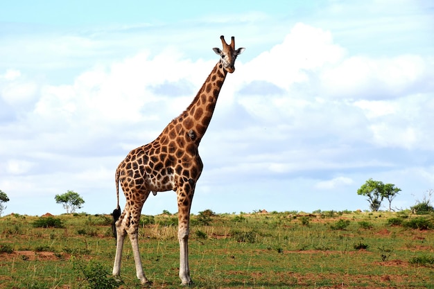 La jirafa de pie en el campo contra el cielo