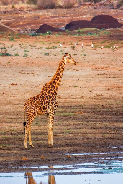 Una jirafa de pie en tierra al atardecer
