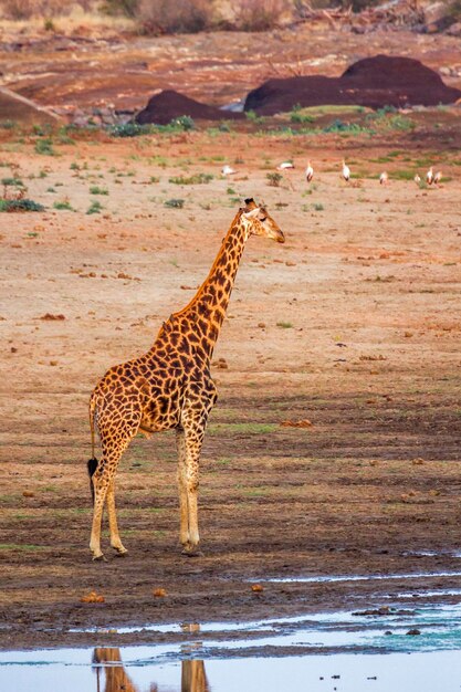 Una jirafa de pie en tierra al atardecer