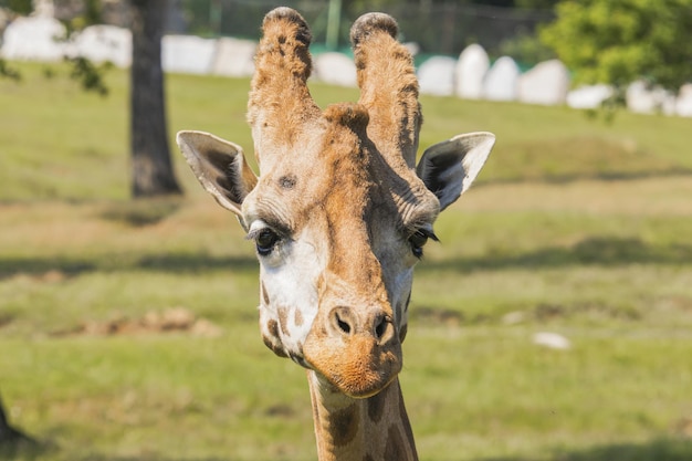 Jirafa en una reserva de vida silvestre en Italia