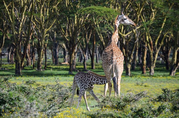 Jirafa reticulada giraffa camelopardalis reticulata madre y ternera mamando Naivasha Kenya