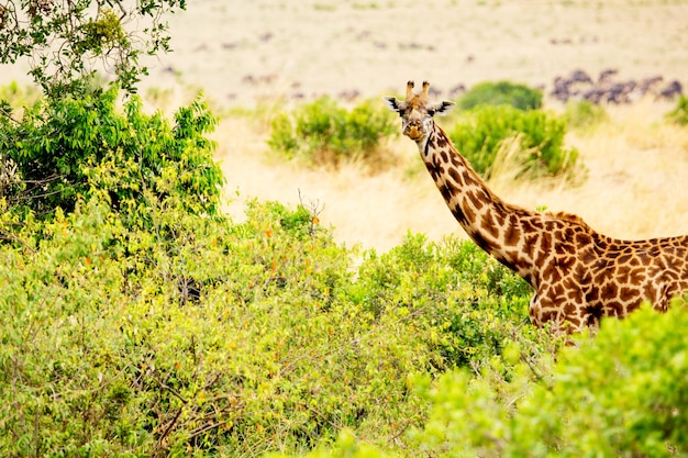 Jirafa en la sabana africana. Parque Nacional de Masai Mara, Kenia. Paisaje de África.