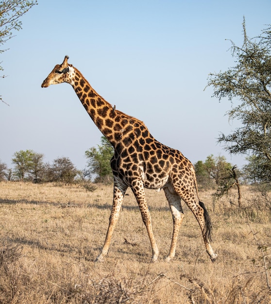 Jirafa en la sabana Giraffa Giraffa