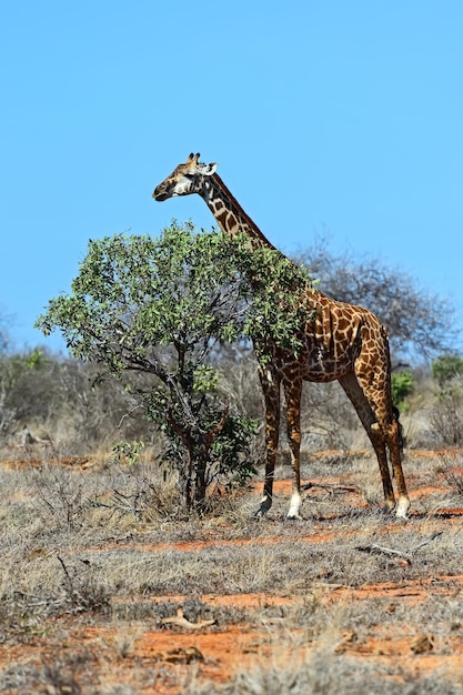 Jirafa en la sabana del Parque Nacional de Tsavo en Kenia