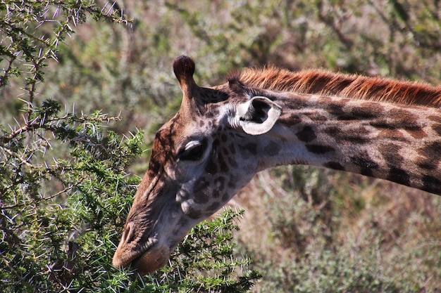 Jirafa en safari en Kenia y Tanzania, África