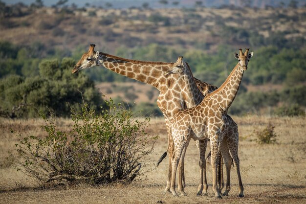 Foto la jirafa en el salvaje este de áfrica