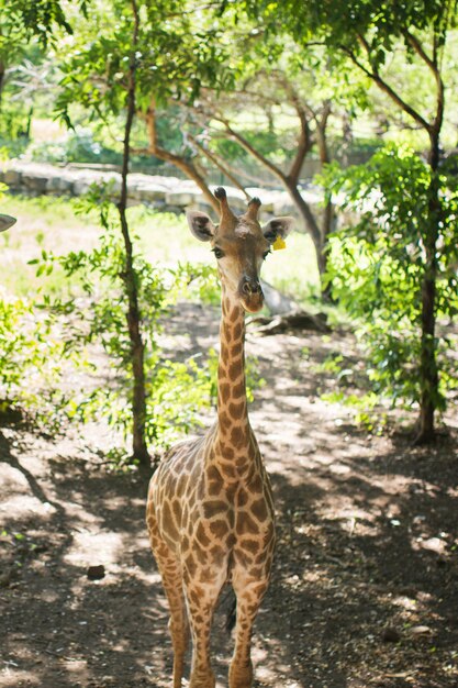 Foto jirafa sudáfrica