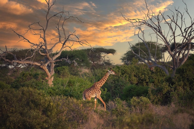 Jirafa en Tsavo Safari Park en África Kenia