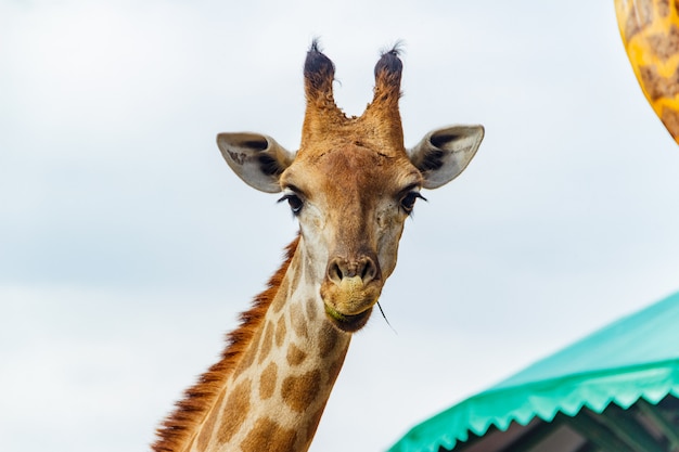 Jirafa del zoológico en Beto Carrero World Santa Catarina, Brasil