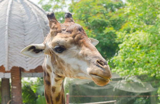 Jirafa en el zoológico mirando algo