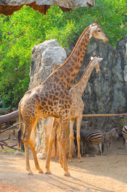 jirafa en el zoológico, Tailandia