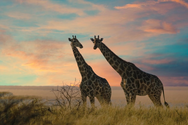 Las jirafas se acercan a un pozo de agua en el parque nacional de Etosha, Namibia.