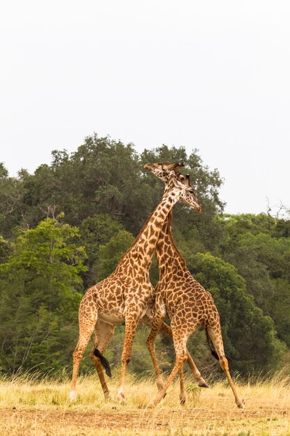 Jirafas La batalla en la sabana de África Kenia