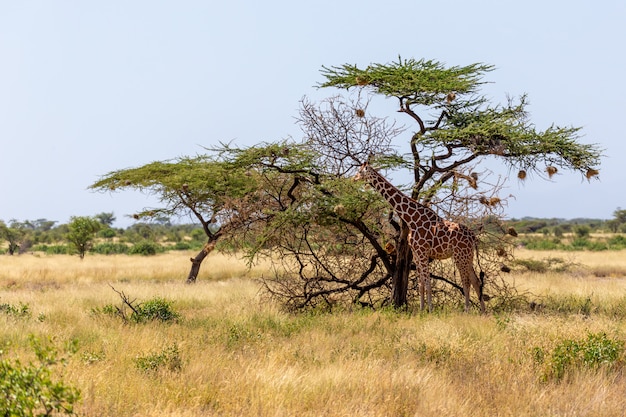 Jirafas comiendo las hojas de los árboles de acacia