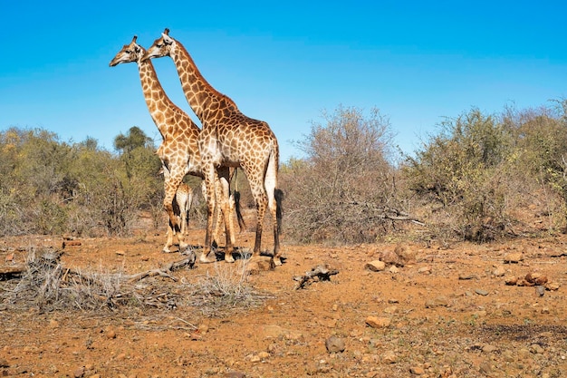 Las jirafas cruzan la sabana africana en un día soleado
