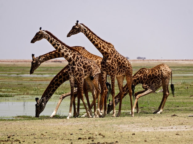 Jirafas en el Parque Nacional Amboseli