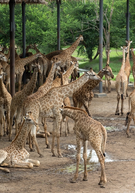 Jirafas en el parque zoológico safari.