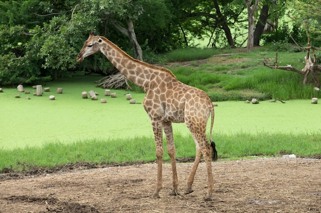 Jirafas en el parque zoológico safari.