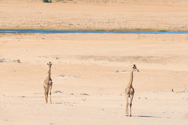 Foto las jirafas de pie en la arena