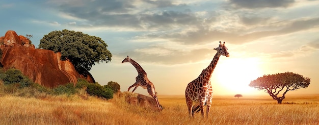 Jirafas en la sabana africana al atardecer Parque Nacional Serengeti Tanzania África Formato Banner