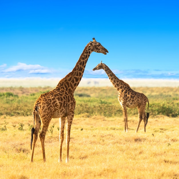 Jirafas en la sabana africana.