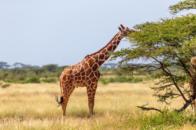 Las jirafas de Somalia comen las hojas de las acacias